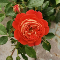 Кармен (Carmen)