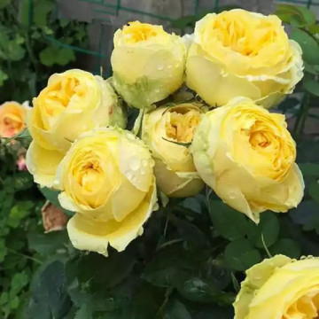 Саженцы - Роза миниатюрная "Каталина"