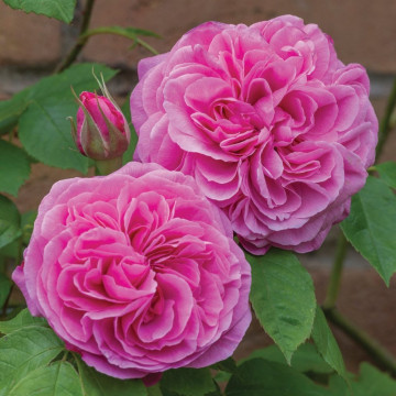 Саженцы - Роза английская "Гертруда Джекилл (Gertrude Jekyll)"