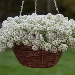Алиссум ампельный (микс)