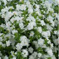 Бакопа Double Snowball White