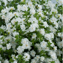 Бакопа Double Snowball White