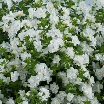 Саженцы - Однолетние цветы "Бакопа Double Snowball White"