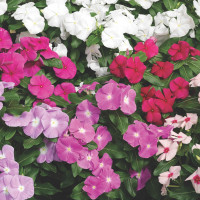 Катарантус Cora Cascade (микс)