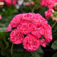 Пеларгония Rosalinda